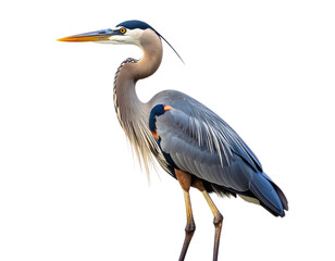 Fototapeta premium Great Blue Heron Standing Alone by the Water’s Edge, Side View, isolated on a transparent background