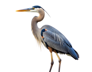 Great Blue Heron Standing Alone by the Water’s Edge, Side View, isolated on a transparent background