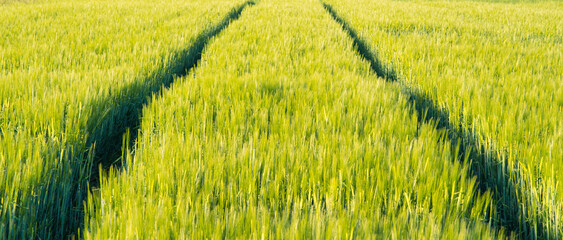 A vast green field with parallel tracks, shaped by farming machinery, stretches into the horizon Lush crops, rich texture, and symmetry evoke nature's balance, agriculture, sustainability, tranquility