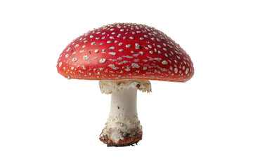 Detailed Fly Agaric Mushroom with Red Cap and White Spots on Transparent Background