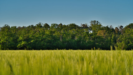 A lush green field surrounded by dense forest under a bright blue sky, radiating serenity and freshness. Perfect for nature, wellness, countryside, and eco-friendly designs