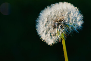 A close-up of a dandelion seed head with delicate white seeds against a blurred green background The soft, airy feel and intricate details make it ideal for nature-themed designs, wellness, ecological
