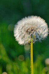 A close-up of a dandelion seed head with delicate white seeds against a blurred green background The soft, airy feel and intricate details make it ideal for nature-themed designs, wellness, ecological