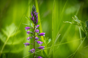 Macro photo of a slender purple wildflower emerging among tall green blades of grass. Perfect for seasonal nature and botanical design themes