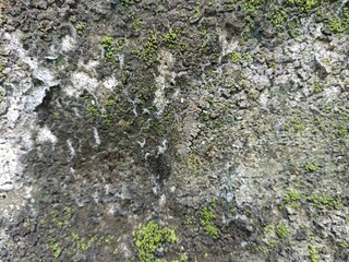 Obraz premium Rough Wall Texture with Green Moss Patches. Rough, weathered wall surface with patches of moss and lichen, perfect for textures, backgrounds, or design elements