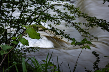 Fresh forest leaves contrasting against energetic flow of fast-moving river.