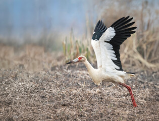 Cigüeña americana despegando