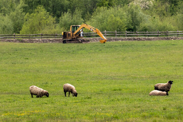Sheep grazing peacefully in a green field with a yellow excavator in the background, blending rural agriculture with signs of modern development
