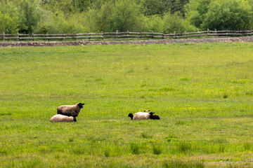 A flock of sheep grazing peacefully in a lush green meadow under a solitary tree, with vibrant spring colors perfect for farm and rural lifestyle visuals.
