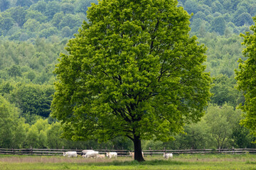 Obraz premium Scenic rural landscape with a majestic green tree in the foreground and a peaceful herd of white cows grazing near a wooden fence, surrounded by lush forested hills