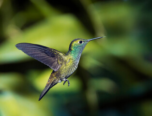 Picaflor esmeralda volando © Sergio