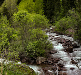 mountain river in the forest