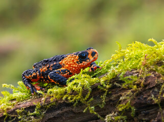 Sapito panza roja de las yungas
