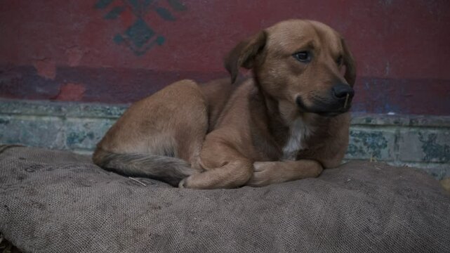 dog