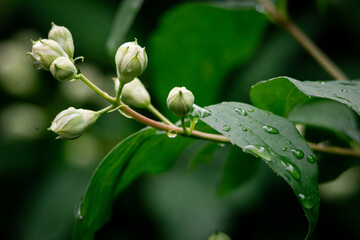 Close-up of delicate white jasmine flower buds with raindrops on green leaves, capturing a fresh and natural spring atmosphere. Perfect for wellness, nature, and botanical themes