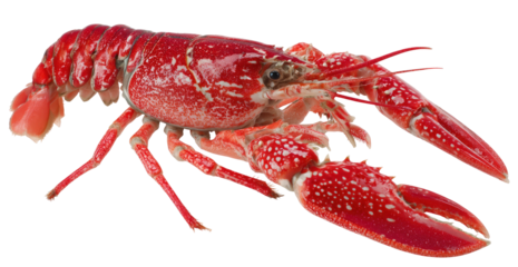 Vibrant Red Lobster with White Spots Isolated on Transparent Background
