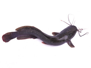 Catfish isolated on white background, fresh fish, live fish, ikan lele, lele jumbo, freshwater...