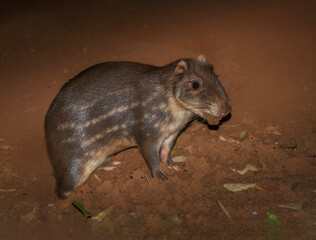 Paca roedor, gigante de  selvas de Sudamérica y centro América
