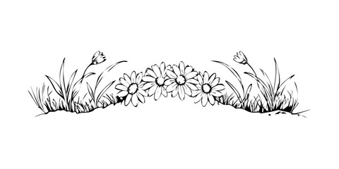 Fine line sketch of chamomile flowers with grass embellishments  