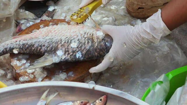 Fresh fish in the market