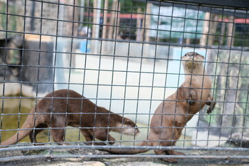 Curious Otters Behind Enclosure Mesh, Zoo Exhibit