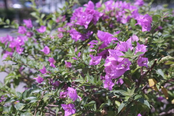 Vibrant Purple Bougainvillea Bush in Full Bloom, Close-Up