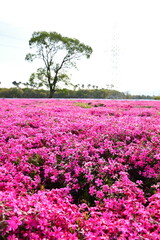 新潟県聖龍町の芝桜（新潟県）