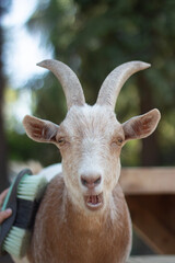 close up of a goat