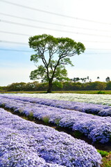 Fototapeta premium 新潟県聖龍町の芝桜（新潟県）