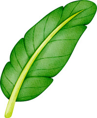Obraz premium watercolor banana leaf