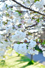 亀田排水路公園の桜（新潟県）