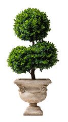 A decorative topiary plant with two round clusters of green leaves in an ornate stone planter.
