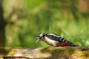 Dzięcioł duży na porośniętym mchem pniu w lesie, w naturalnym świetle. Zbliżenie ukazujące szczegóły upierzenia i typowe zachowanie gatunku. © Jzef