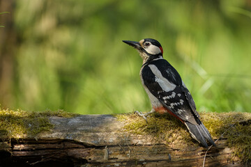 Dzięcioł duży na porośniętym mchem pniu w lesie, w naturalnym świetle. Zbliżenie ukazujące szczegóły upierzenia i typowe zachowanie gatunku. © Jzef