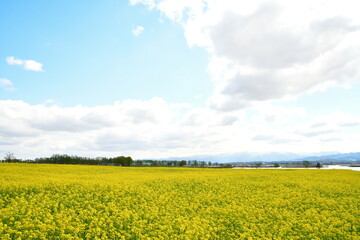 Obraz premium 福島潟から菜の花越しに飯豊連峰を望む（新潟県）