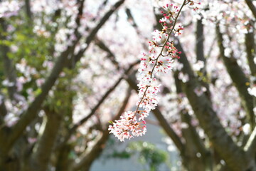 島見緑地公園の桜（新潟県）