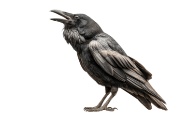 PNG Close-up of a raven with open beak against black background
