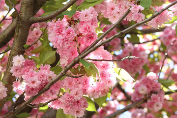 Sakura flowers. Sakura branches blooming with pink flowers. Close-up of lush pink flowers on tree branches. Nature background. Spring