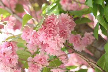 Sakura flowers. Sakura branches blooming with pink flowers. Close-up of lush pink flowers on tree branches. Nature background. Spring