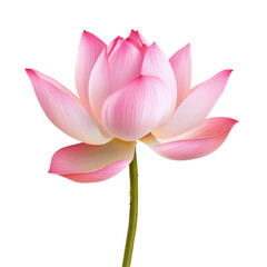 Fototapeta premium Pink lotus flower, wallpapers A stunning pink lotus flower blooms gracefully on serene water, surrounded by lush green leaves, isolated on transparent background