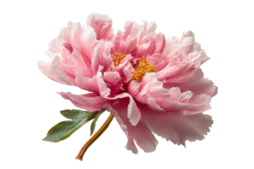 PNG Vibrant pink peony bloom with detailed petals and green leaves