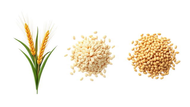 Agricultural Concept – Rice Paddy with Processed Grains Comparison