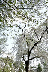 じゅんさい池公園の桜（新潟県）