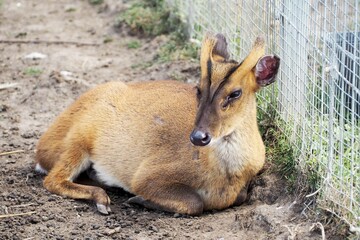 a deer mammal, an Indian muntjac, lies near a net on a farm on a sunny day. cute animal