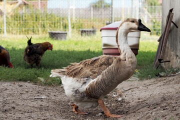 greylag goose walking next to chickens on a farm