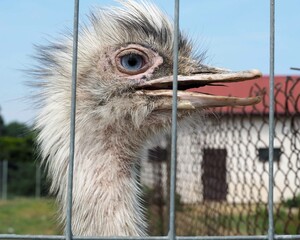 close-up of white ostrich head with open mouth against sky and trees through metal fence bars....