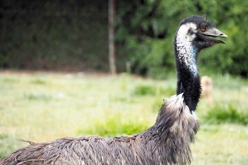 close up of black ostrich with open mouth and red eyes against trees background. nature, big bird...