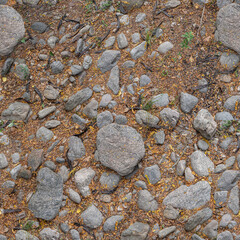 Natural Ground Texture with Autumn Leaves

