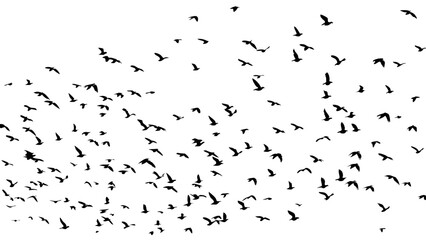 flying birds vector 