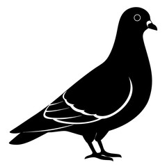 vector illustration of a pigeon on a white background.